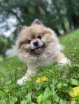 happy Pomeranian dog sitting on grass
